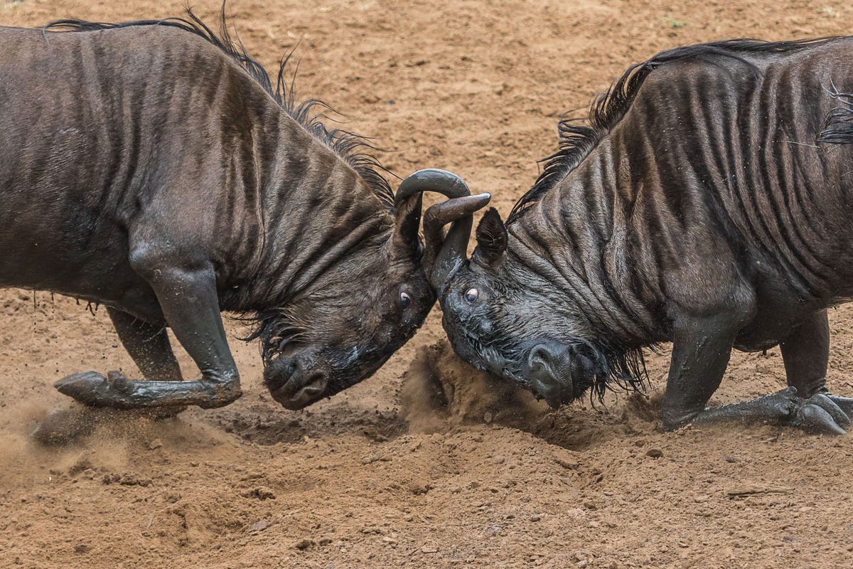 Twee wildebeesten vechten met elkaar