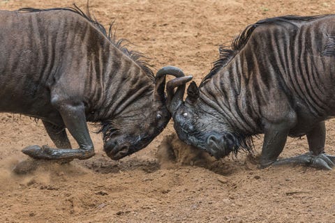 Twee wildebeesten vechten met elkaar