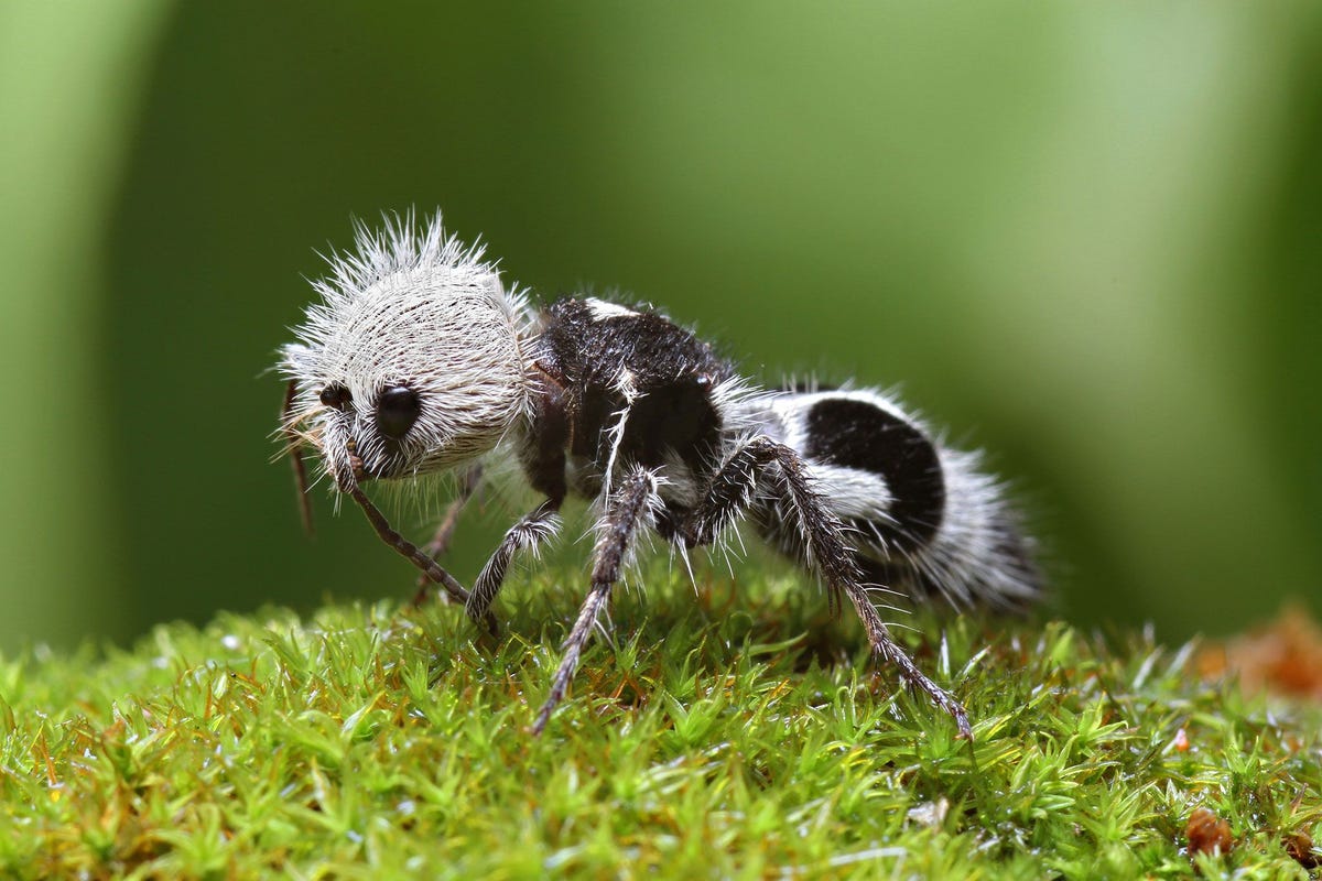 De pandamier is geen panda en ook geen mier Het is een wesp die in Chili voorkomt