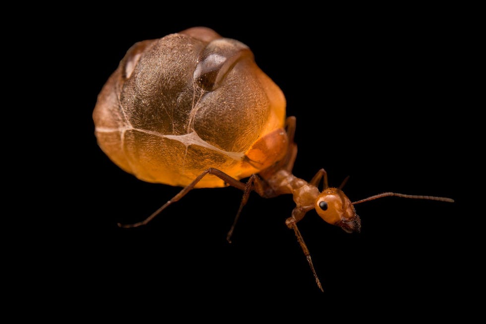 Een honingpotmier in gevangenschap toont zijn opgezwollen achterlijf dat boordevol nectar sap en honingdauw zit
