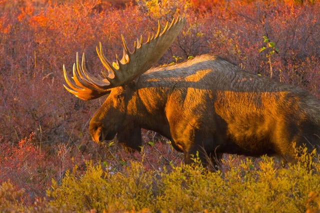 Een mannetjeseland komt uit de struiken te voorschijn tijdens de bronsttijd in de herfst op de toendra in Alaska