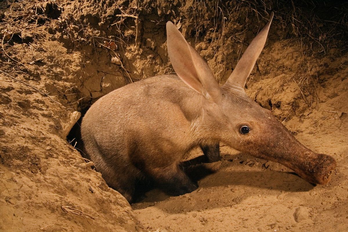 In de Luangwavallei in Zambia duikt een aardvarken uit de grond op Deze unieke zoogdieren zijn verre verwanten van de olifanten