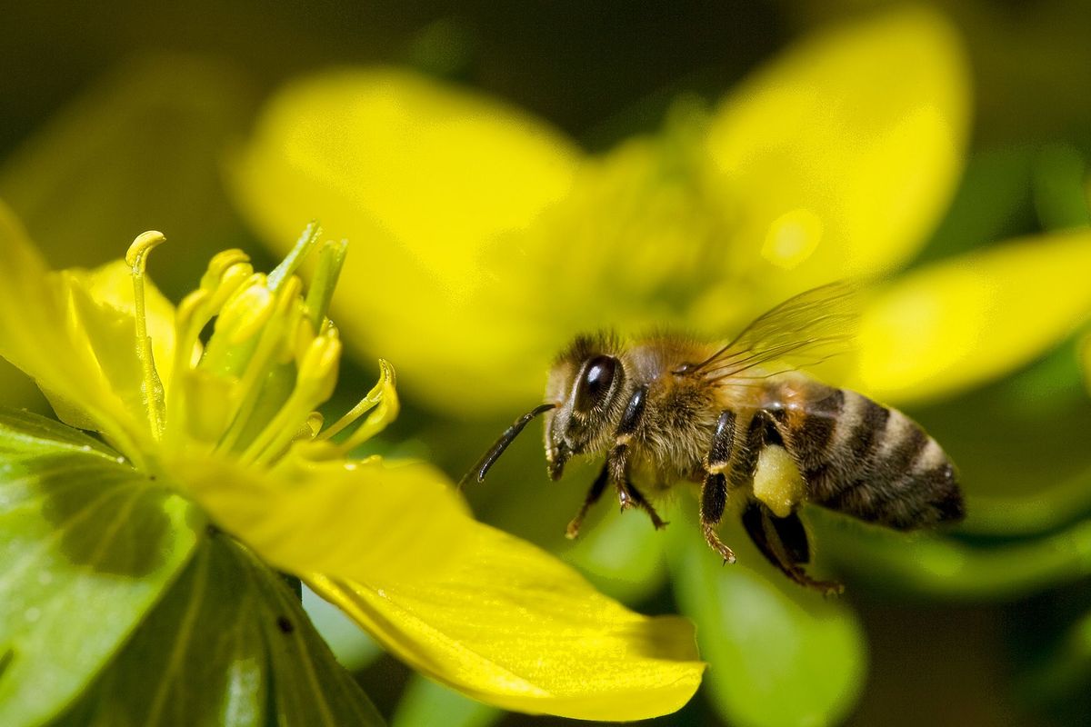 Honingbijen houden bij langs hoeveel herkenningspunten ze zijn gekomen als ze op pad gaan vanuit de korf