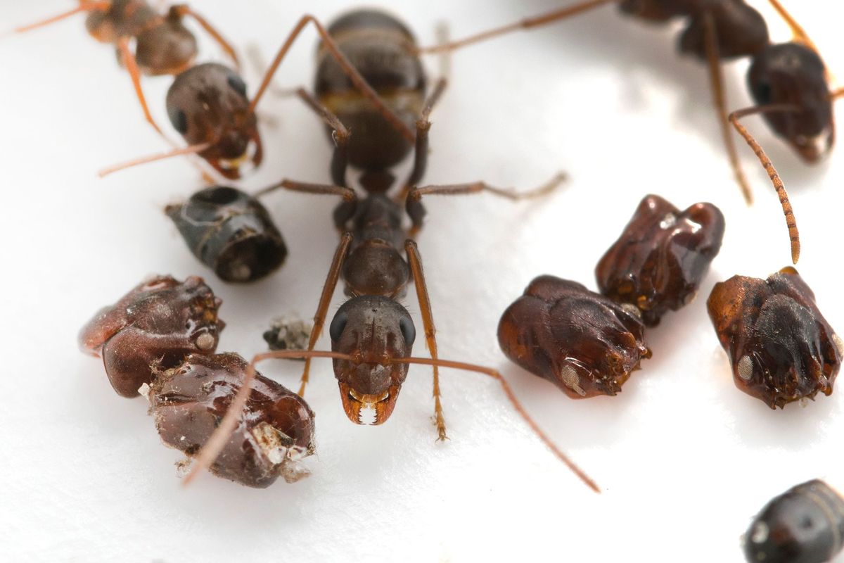 Deze mierensoort uit Florida Formica archboldi verzamelt de schedels van zijn vijanden maar wetenschappers weten nog niet precies waarom