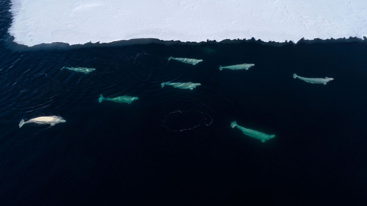 Witte dolfijnen foerageren aan de rand van het pakijs in de Straat Fram ten oosten van Groenland Op een expeditie van Greenpeace onderzochten wetenschappers afgelopen mei de gevolgen die het verdwijnen van het pakijs voor witte dolfijnen en andere walvisachtigen heeft