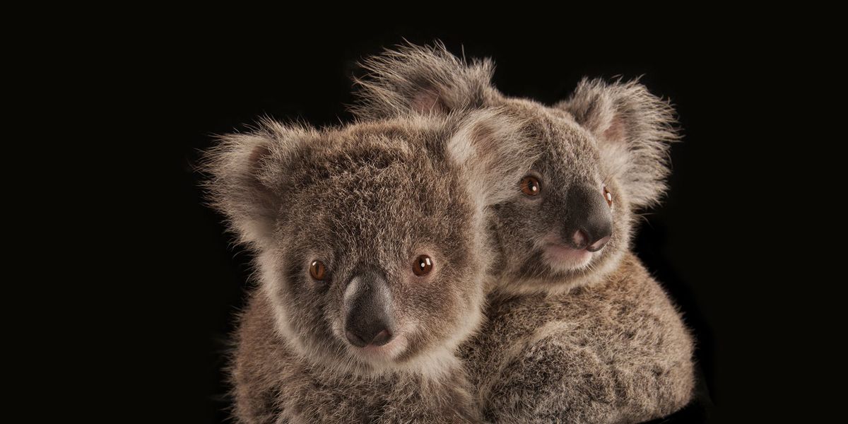 Het leefgebied van de koala strekt zich uit langs de oostkust van Australi waar momenteel een groot aantal bosbranden woedt De wereldberoemde buideldieren bewegen maar langzaam en hun enige wapen tegen vuur is nog hoger klimmen in de eucalyptusbomen waar ze in leven  Omdat deze bomen olie bevatten ontploffen ze tijdens extreme bosbranden op spectaculaire wijze De bosbranden zijn geen bedreiging voor het voortbestaan van de koalas omdat ze zon groot leefgebied hebben maar hun populatie heeft het desondanks zwaar te verduren gekregen