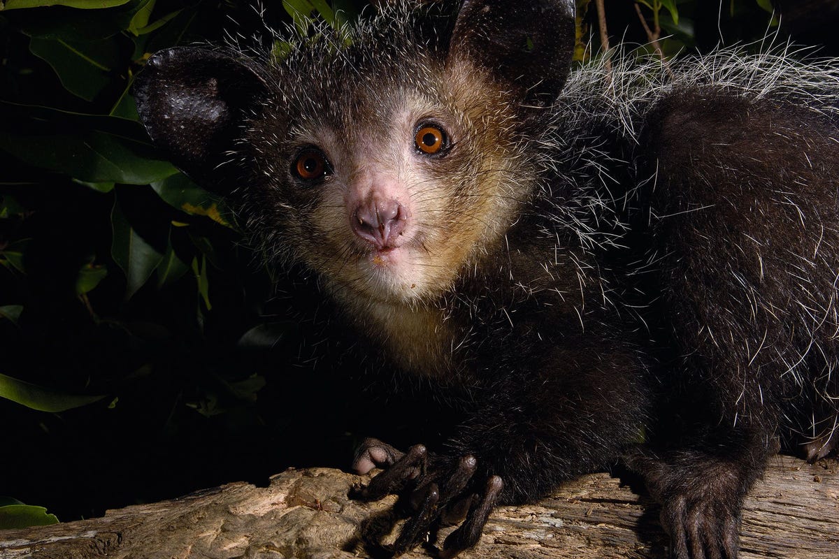 Vingerdieren hebben een merkwaardige mix van kenmerken zoals enorme oren pluizige staarten knaagdierachtige tanden en een extreem lange vierde vinger die ze gebruiken om larven uit boomstammen te peuteren