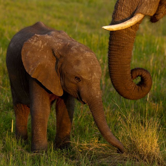 Zimbabwe heeft in de afgelopen jaren jonge olifanten aan China verkocht Dit is volgens het land een oplossing voor de overpopulatie van olifanten waar Zimbabwe naar eigen zeggen mee kampt en een manier om geld te verdienen