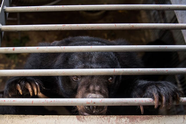 In berenboerderijen in China en ZuidoostAzi wordt gal voor traditionele medicijnen afgetapt door een katheter spuit of pijpje in de galblaas van de dieren te steken een invasieve en pijnlijke ingreep Deze kraagbeer in een verblijf in het Vietnam Bear Rescue Centre was een van de meer dan duizend beren die in 2017 werden gered uit illegale berengalboerderijen in het land