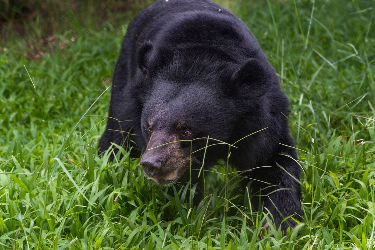 Een kraagbeer zoekt naar groente en fruit in een opvangcentrum voor beren nabij Tam Dao National Park in Vietnam Vietnam gaat beren die nog op galboerderijen leven naar reservaten overplaatsen
