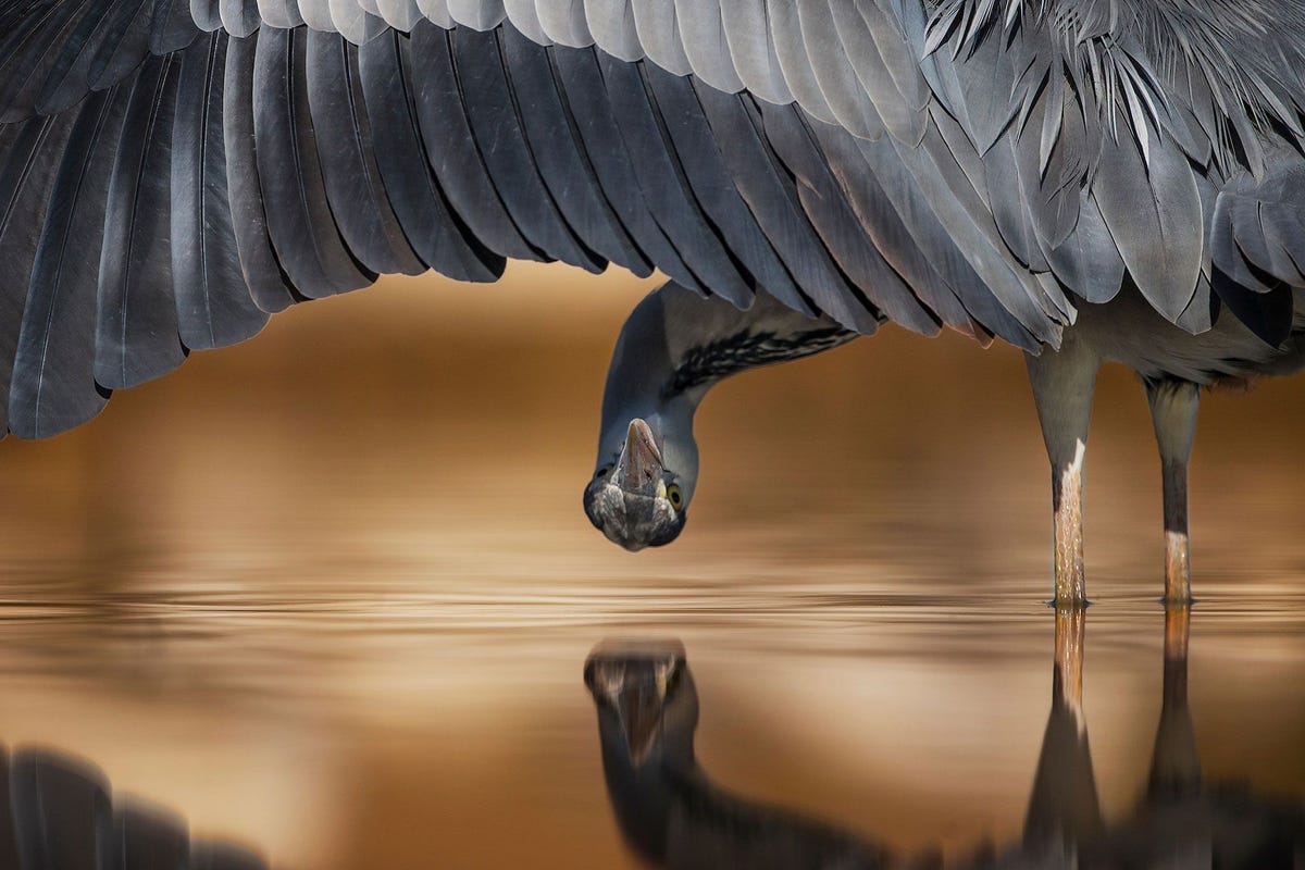 Deze foto van een blauwe reiger in Hongarije leverde een tweede plaats op in de categorie attention to detail
