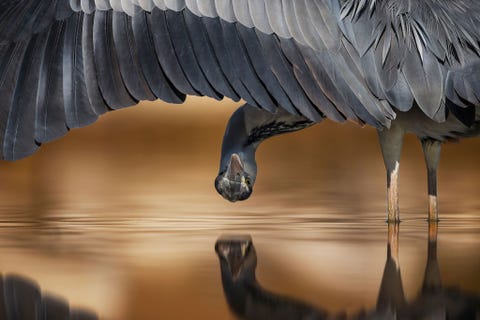 Deze foto van een blauwe reiger in Hongarije leverde een tweede plaats op in de categorie attention to detail