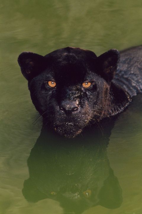 Een zwemmende zwarte jaguar in Brazili De term zwarte panter is een verzamelnaam voor exemplaren van veertien soorten wilde katachtigen die melanisme hebben