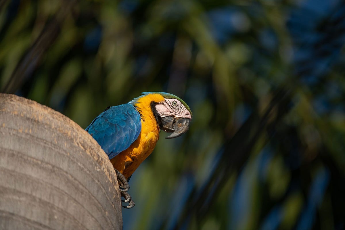 Een vrouwtje van de blauwgele ara prijkt op de stam van een palmboom in de stad Campo Grande Binnenin de stam bevindt zich een nest met twee kuikens