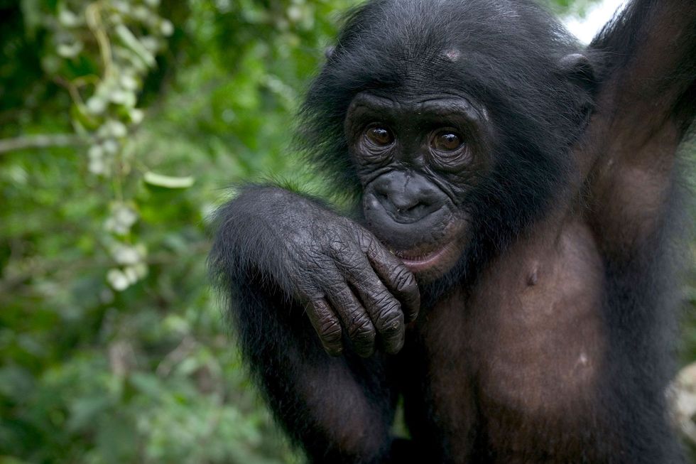 Deze bonobo zonder ouders woont in het opvangcentrum Lola Ya Bonobo in de Democratische Republiek Congo De bonobos in dit centrum gedroegen zich aardig tegenover vreemdelingen ook als ze daar zelf niet beter van werden