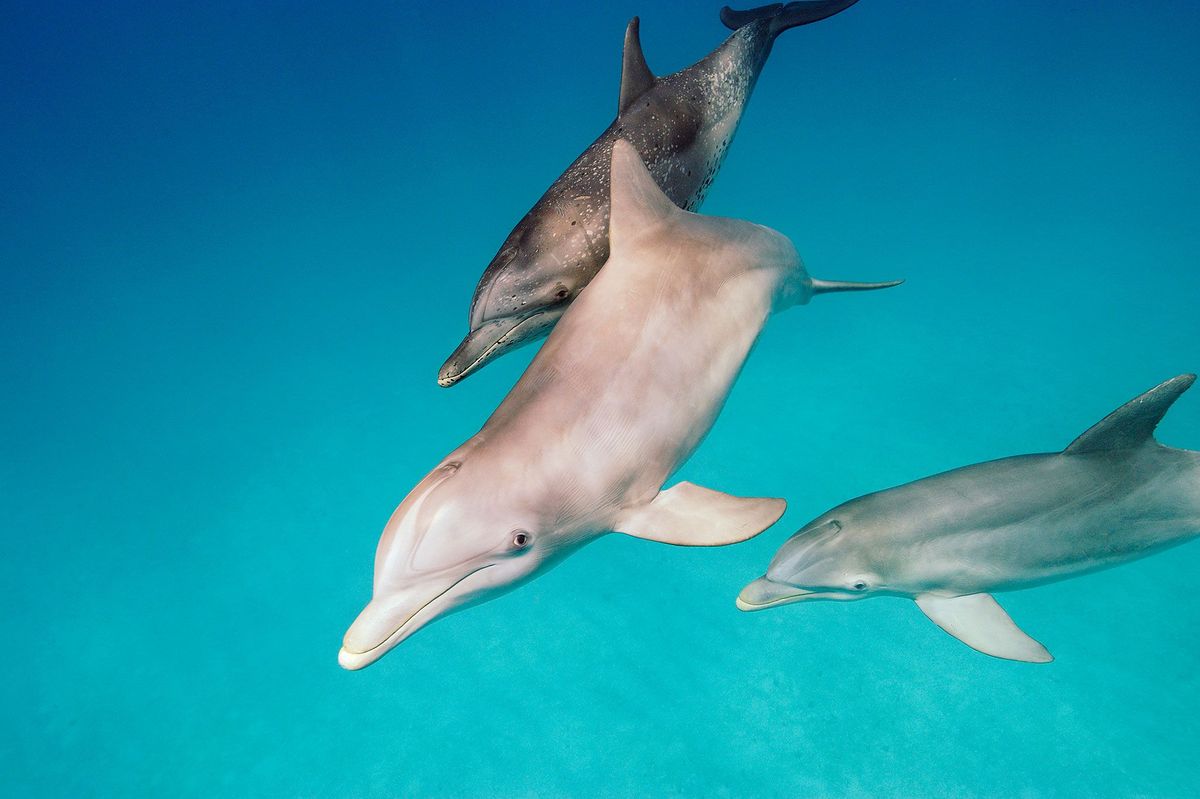 Bij de Bahamas worden twee tuimelaars vergezeld door een Atlantische vlekdolfijn Tuimelaars staan erom bekend dat ze vissen met hun staartvin uit het water katapulteren waarna ze hun verdoofde prooi kunnen vangen en opeten