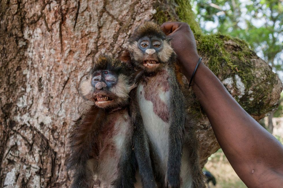 These monkeys are for sale at the weekly market in the village of Nendumbia in the Democratic Republic of Congo Some view the meat as a status symbol