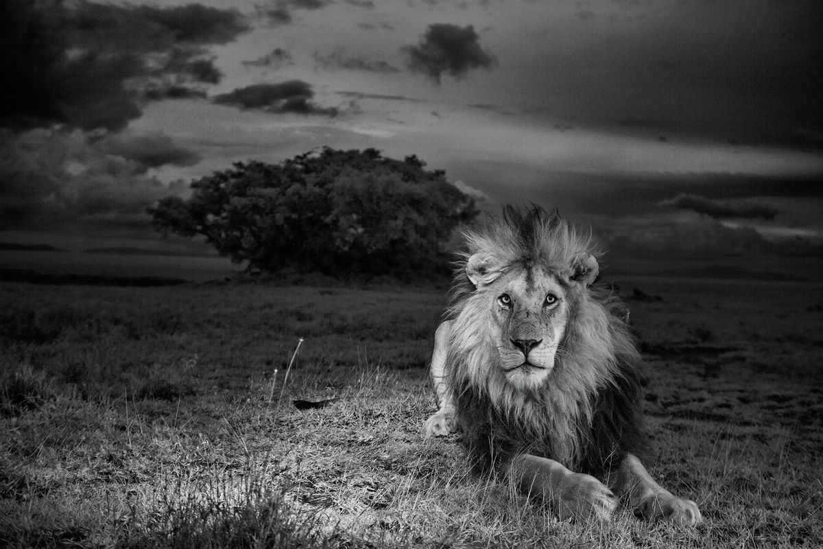 Leeuw der leeuwen  CBoy was wat een Afrikaanse leeuw moet zijn betoverend en onverwoestbaar