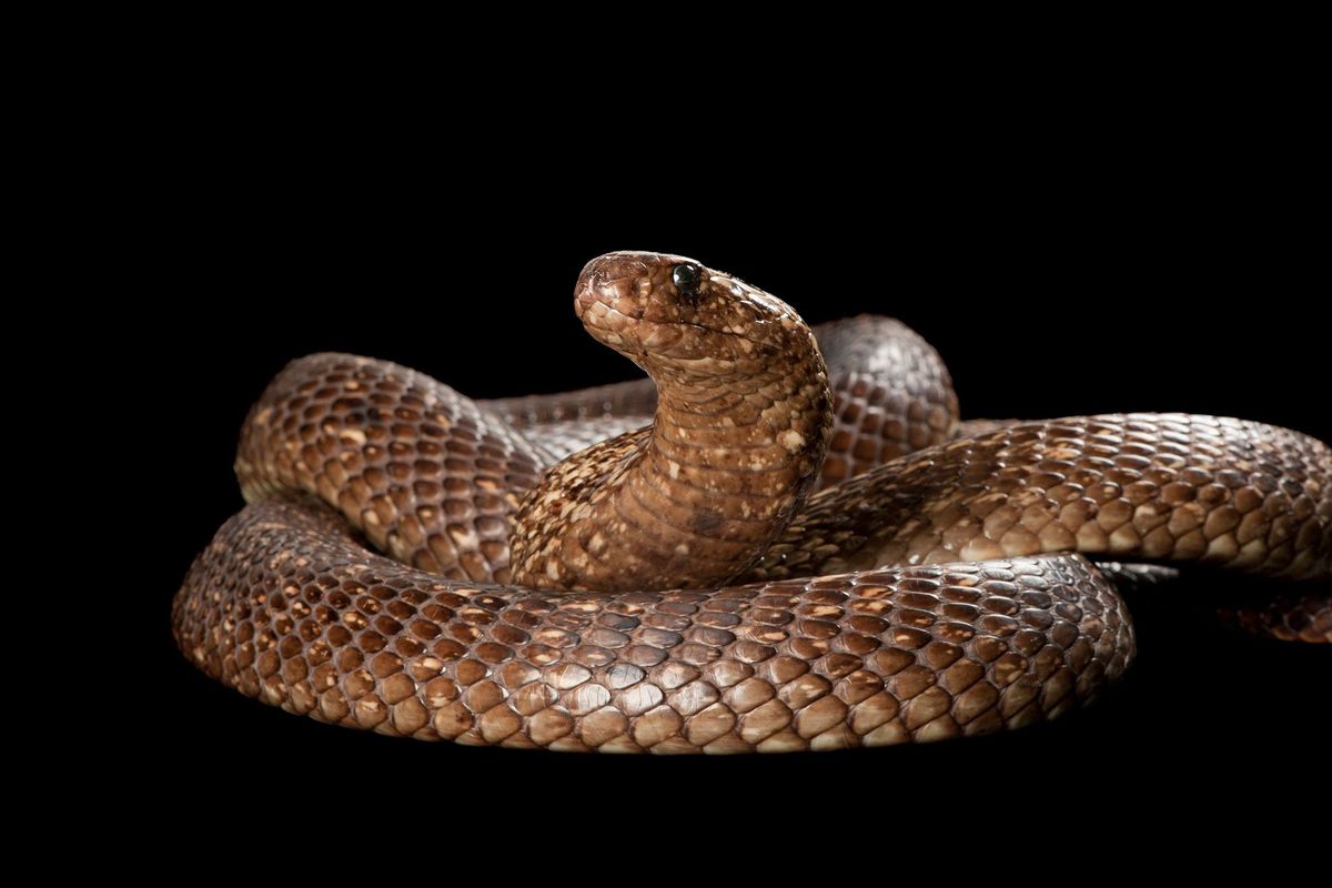 Kaapse cobras Naja nivea kunnen anderhalve meter lang worden Ze zijn zeer giftig en inmiddels is aangetoond dat ze kannibalistisch gedrag vertonen en hun eigen soortgenoten eten