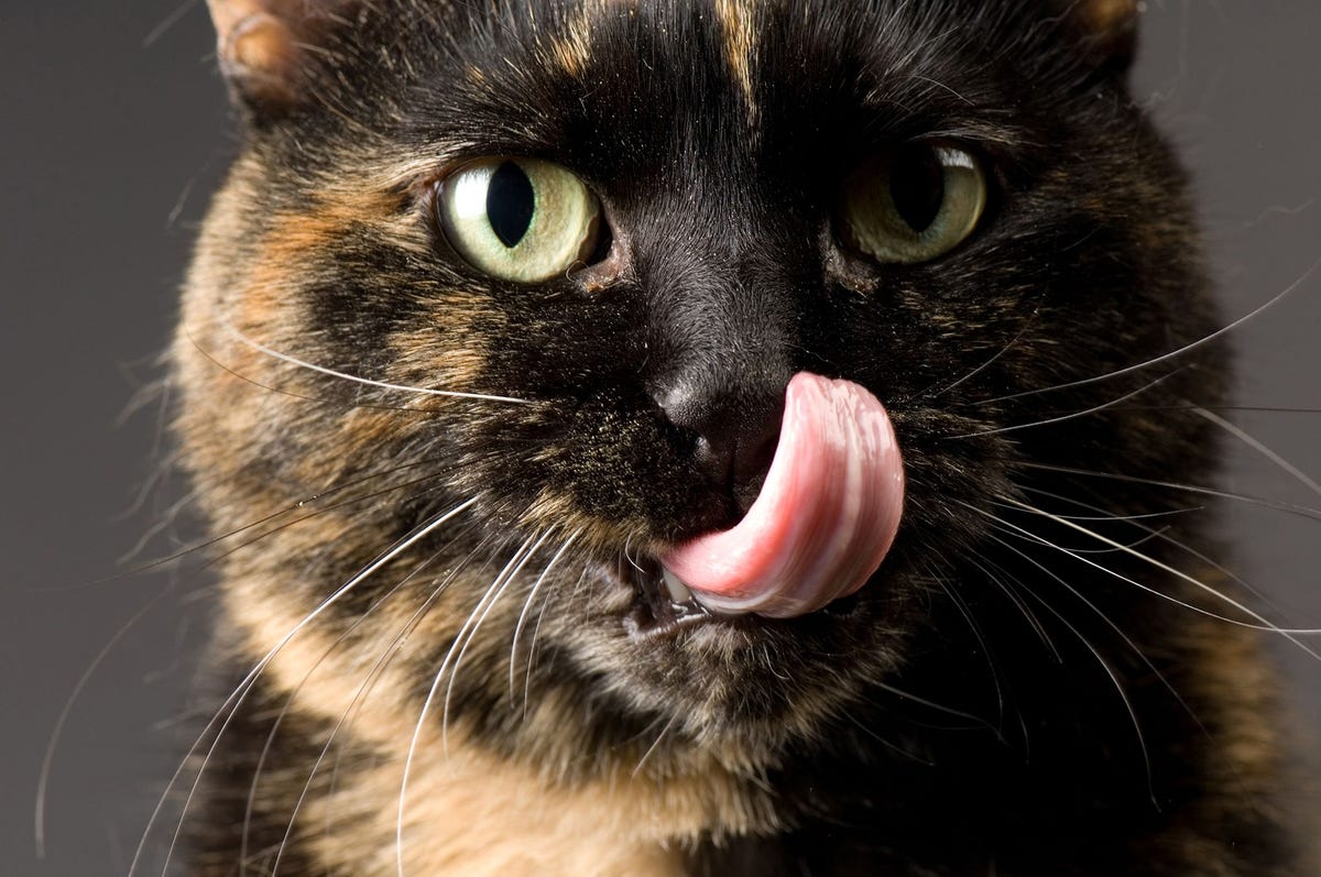 De bultjes op de tong van een kat zijn in feite minuscule stekeltjes genaamd papillen Meer inzicht in de wijze waarop de stekeltjes werken kan leiden tot de ontwikkeling van borstels waarmee katten van allergene schilfers ontdaan kunnen worden en mensenhaar beter schoongeborsteld kan worden