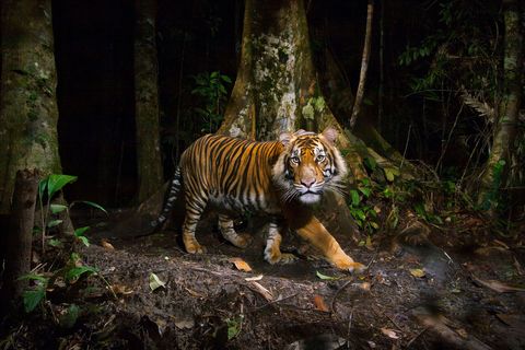 The Sumatran tiger Panthera tigris sumatrae is a critically endangered species threatened by habitat loss and poaching