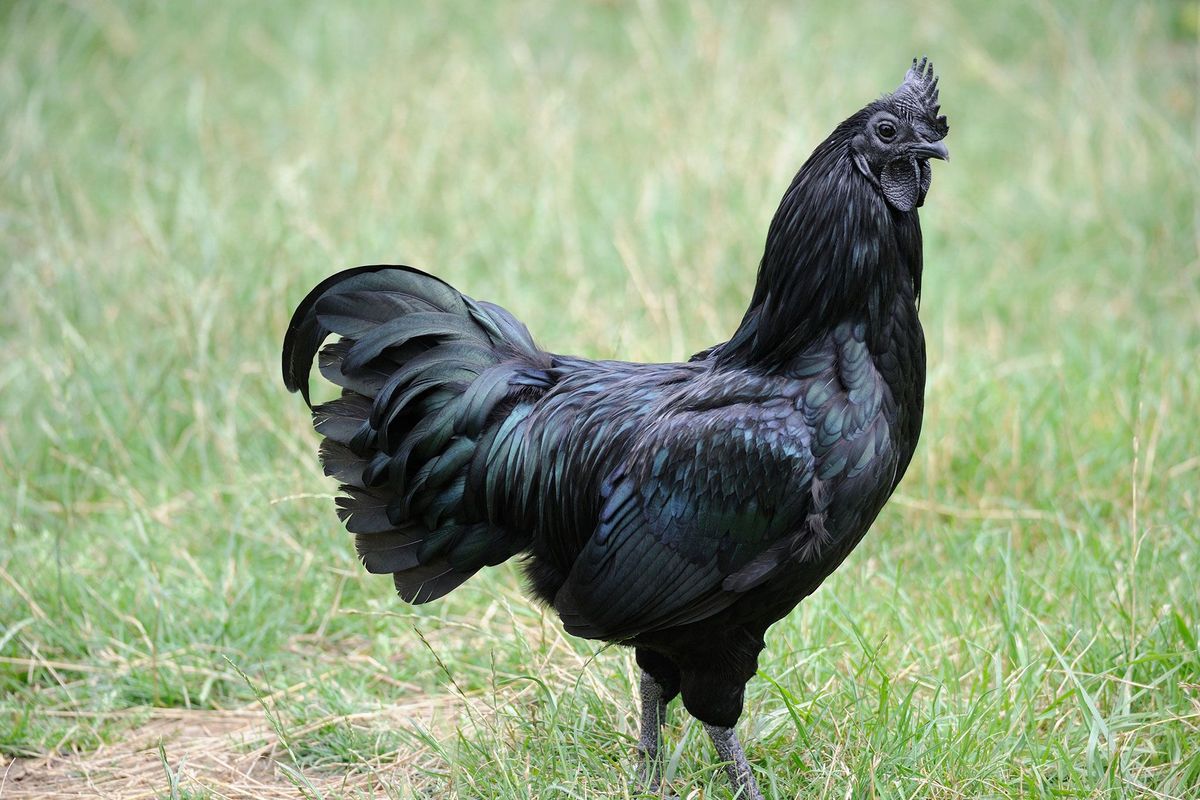Deze haan in het Franse Lotharingen behoort tot het zeldzame kippenras Ayam Tjemani die van buiten n binnen zwart is
