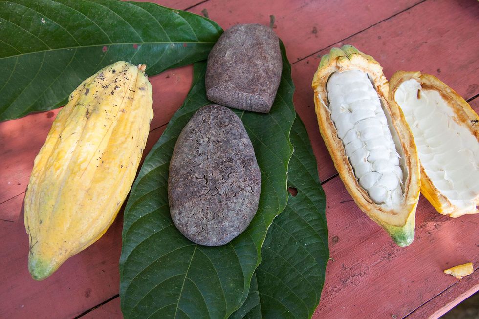 Uit nieuwe aanwijzingen blijkt dat oude volken in het Amazonebekken 1700 jaar eerder gebruikmaakten en genoten van cacao dan tot nu toe werd gedacht