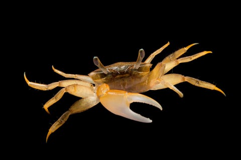 Uca virens Pure Aquariums