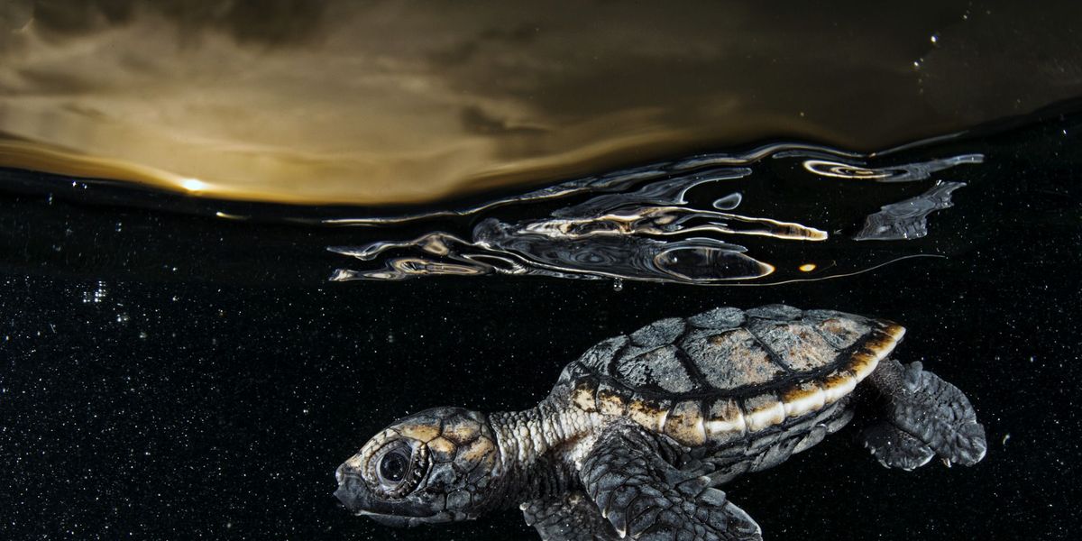 Een pas uitgekomen ernstig bedreigde karetschildpad peddelt weg van de kust