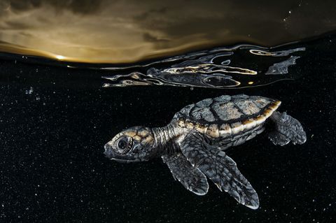 Een pas uitgekomen ernstig bedreigde karetschildpad peddelt weg van de kust