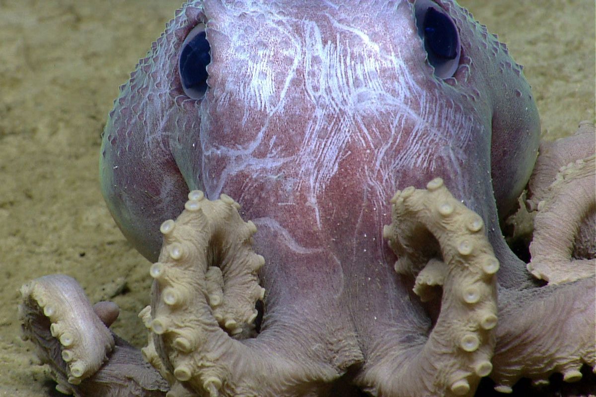 De inktvis Octopus berrima leeft in ondiepe wateren voor de zuidoostkust van Australi en verbergt zich vaak in het zand