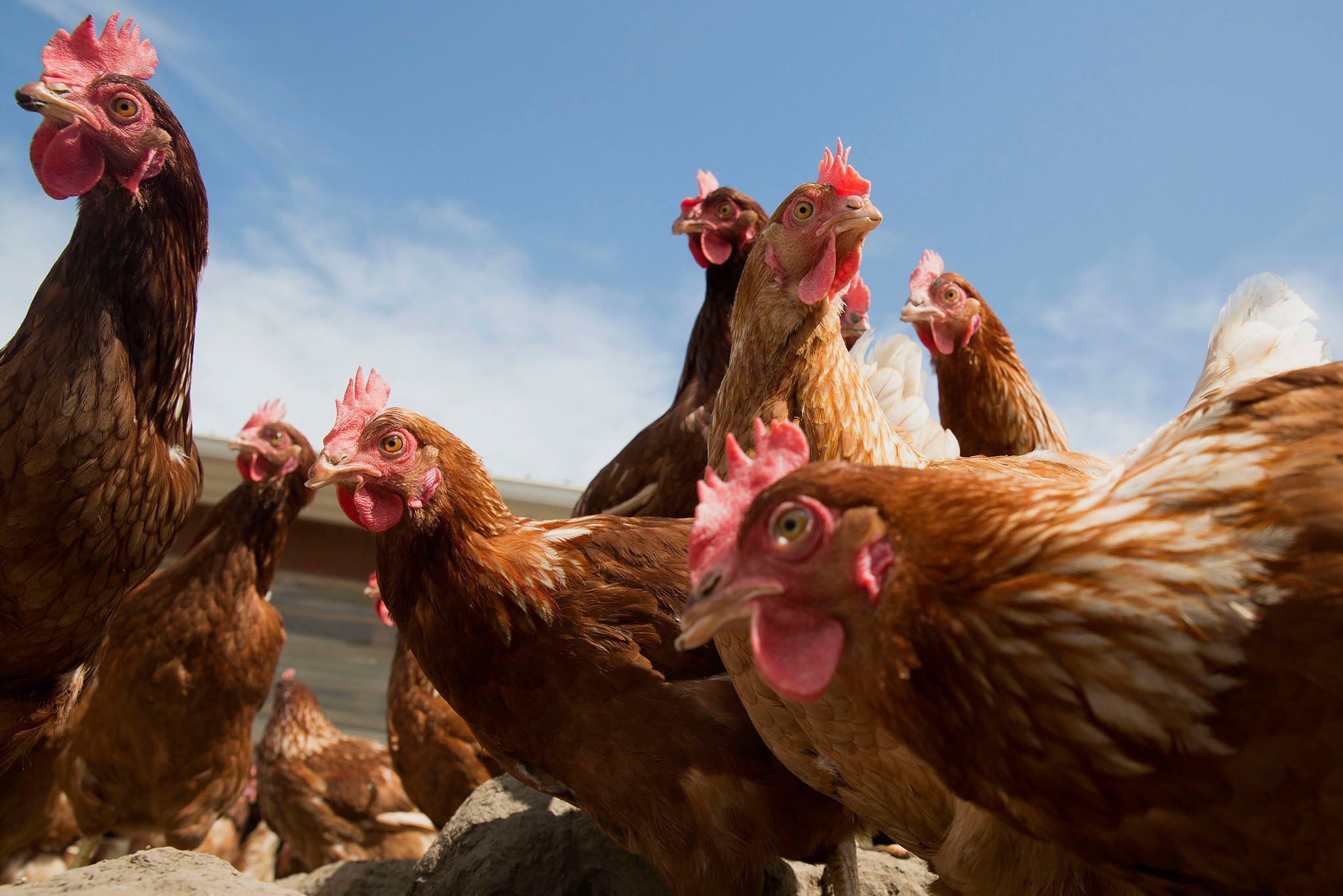Lohmann Brown kippen bij een schuur van Meadow Haven Farm in Sheffield in de Amerikaanse staat Illinois De enige vogels die wisten te ontkomen aan de massaextinctie waren soorten die op de grond leefden zoals de voorouders van kippen eenden en struisvogels