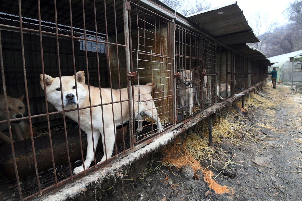 Tijdens een reddingsoperatie die vorig jaar in de buitenwijken van Seoul in ZuidKorea plaatsvond kijken honden vanuit kooien toe Het eten van hondenvlees is een traditie die de afgelopen decennia vooral onder jongeren in onbruik is geraakt ZuidKoreanen zien honden steeds meer als huisdieren in plaats van als kleinvee