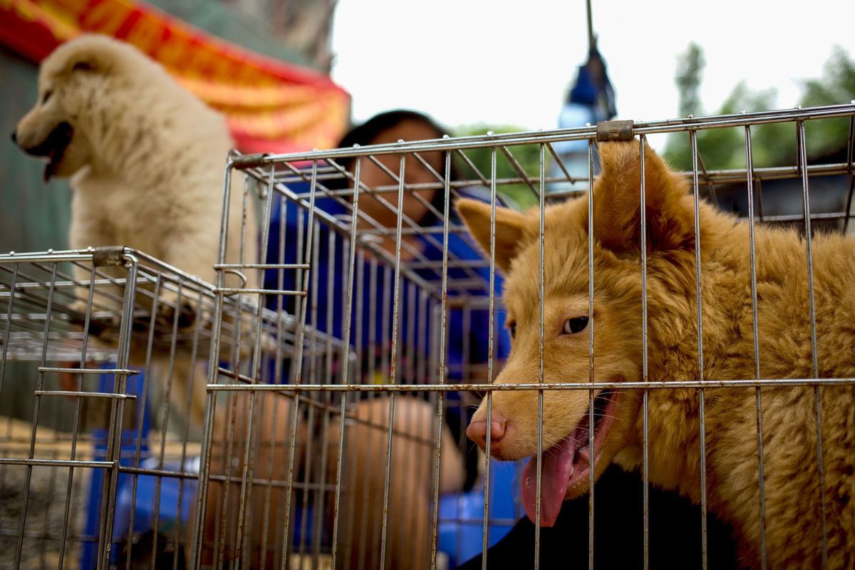 schelp ouder picknick Taiwan verbiedt als eerste Aziatische land het eten van honden