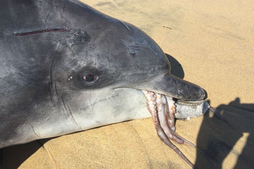 Gilligan werd op Stratham Beach bij Bunbury in Australi ontdekt terwijl een octopus nog uit zijn bek stak