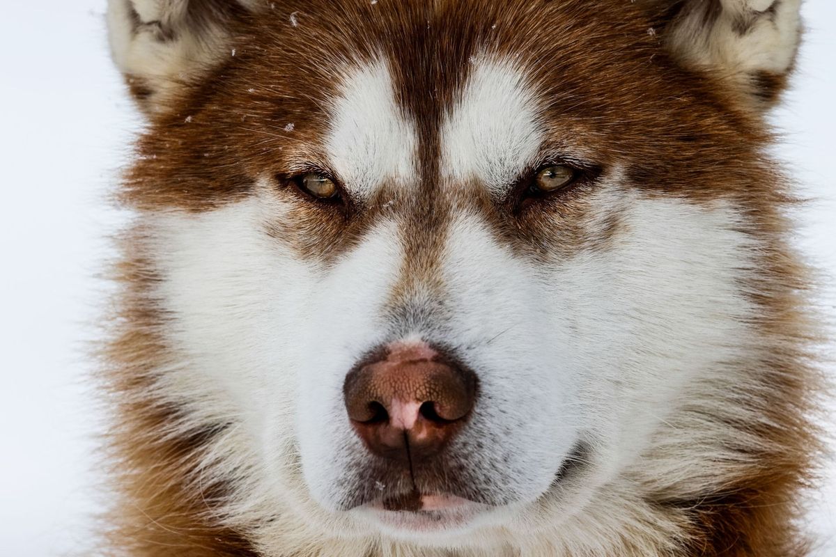 Siberische huskys Alaskamalamutes en Groenlandse sledehonden lijken uiterlijk allemaal sterk op de eerste gedomesticeerde honden die meer dan 10000 jaar geleden in NoordAmerika arriveerden