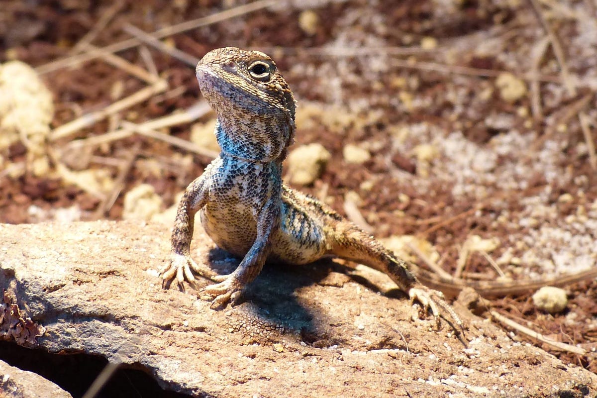 In de buurt van Canberra in Australi neemt het vrouwtje van een Australische graslandagame de omgeving in zich op
