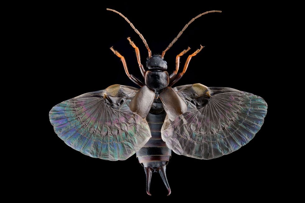 De glanzende vleugels van de oorworm Anechura harmandi uit Japan Net als andere oorwormen hebben deze insecten origamiachtige vleugels die uitvouwen en tijdens het vliegen open blijven