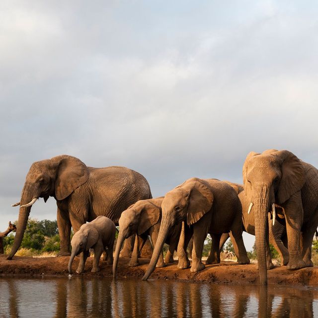 Het lijkt erop dat veel van de onlangs gedode olifanten door stropers onder vuur werden genomen toen ze zich rond drenkplaatsen verzamelden zegt Mike Chase van Elephants Without Borders