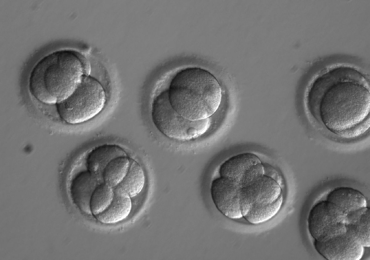 De bewerkte embryos konden zich tot blastocysten ontwikkelen zoals hier te zien