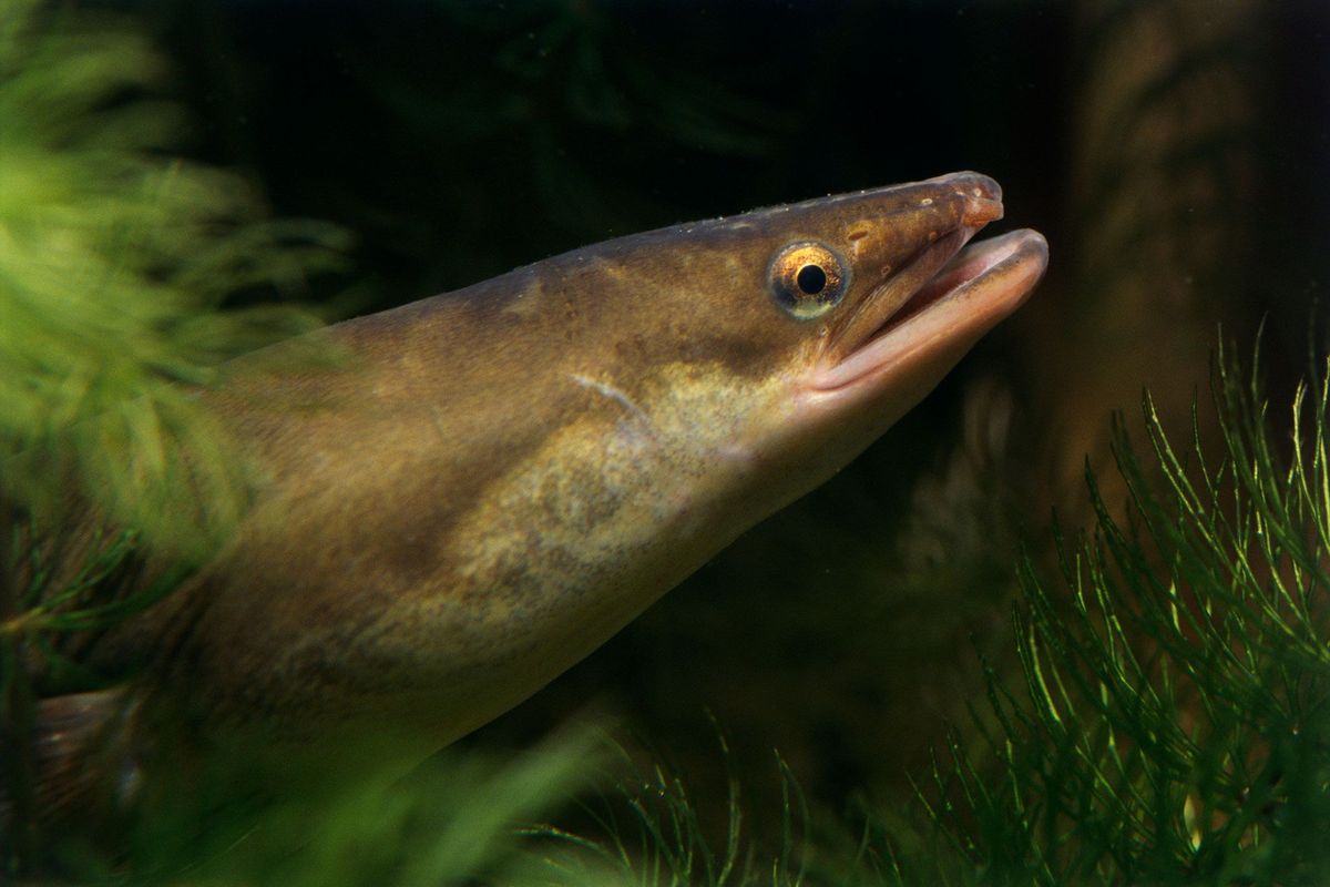 Europese palingen worden in het wild ernstig bedreigd Watervervuiling onder andere door illegale drugs vormt een deel van het probleem
