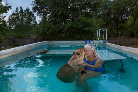 Toen haar eerste capibara stierf aan een leveraandoening kocht Melanie Typaldos Garibaldi Rous De Texaanse zag de grote knaagdieren in het wild in Venezuela en wilde er graag een als huisdier De dieren overleven vaak niet in gevangenschap