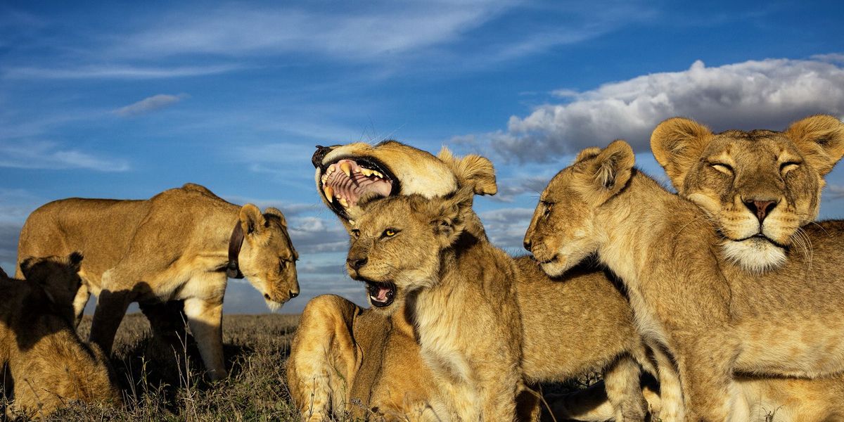 Leeuwen zijn de enige katachtigen die in troepen leven Een troep wordt gedomineerd door vrouwtjes en oudere welpen worden gezamenlijk in een crche grootgebracht zoals hier in het Nationale Park Serengeti in Tanzania