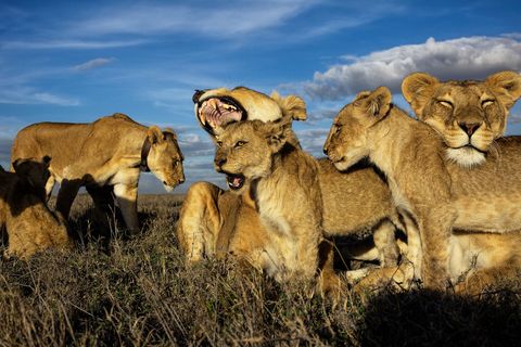 Leeuwen zijn de enige katachtigen die in troepen leven Een troep wordt gedomineerd door vrouwtjes en oudere welpen worden gezamenlijk in een crche grootgebracht zoals hier in het Nationale Park Serengeti in Tanzania
