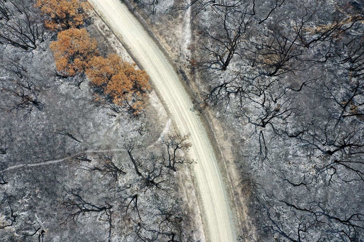 Op deze luchtfoto van 9 januari zijn zwartgeblakerde bomen in de buurt van Buchan Australi te zien Volgens experts zullen sommige bossen zich niet meer van de zware bosbranden herstellen