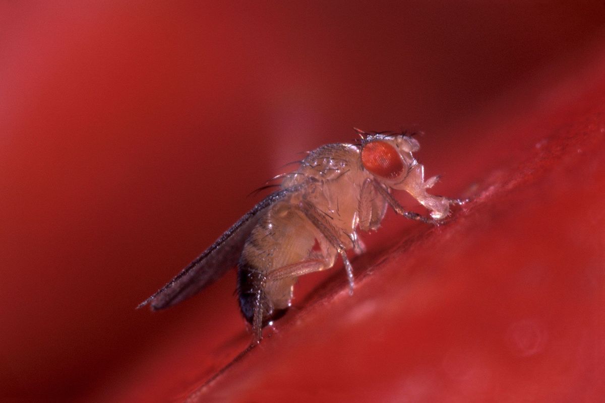 Een gewone fruitvlieg Drosophila melanogaster voedt zich in Spanje