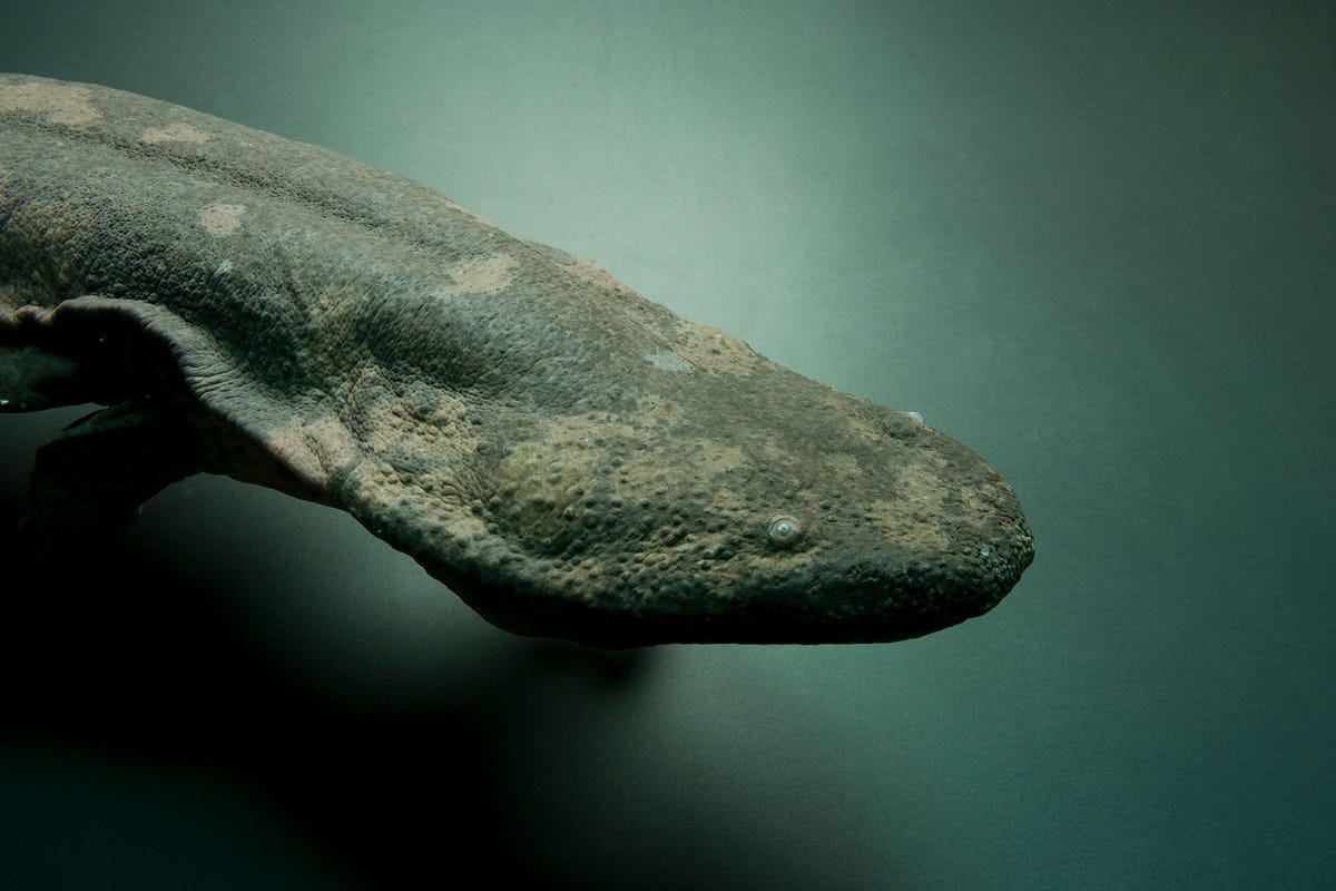 Een ernstig met uitsterving bedreigde Chinese reuzensalamander Andrias davidianus in de Atlanta Zoo Er zijn tenminste drie aparte soorten Chinese reuzensalamanders zo blijkt uit nieuw onderzoek