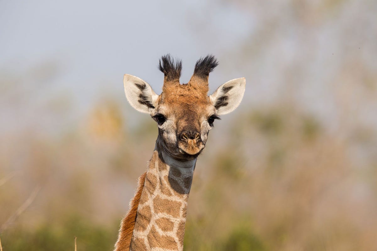 Wetenschappers fotografeerden en bestudeerden de vlekken van wilde masaigiraffen zoals deze in het Nationaal park Tarangire in het noorden van Tanzania Ze concludeerden dat de patronen waarschijnlijk worden overgerfd