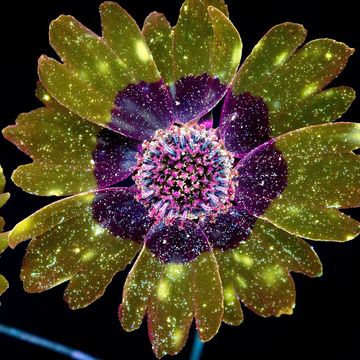 meisjesogen coreopsis tinctoria in noord amerika gefotografeerd onder uv licht