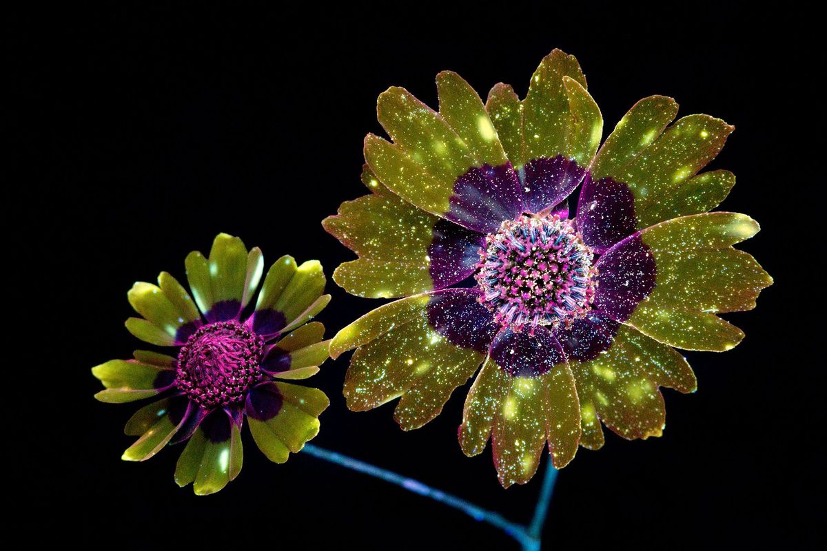 Meisjesogen coreopsis tinctoria is een veelvoorkomende bloem in NoordAmerika Onder uvlicht gefotografeerd komen de pigmenten pas echt tot leven